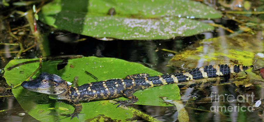 Little Cute Gator Photograph by Natural Focal Point Photography