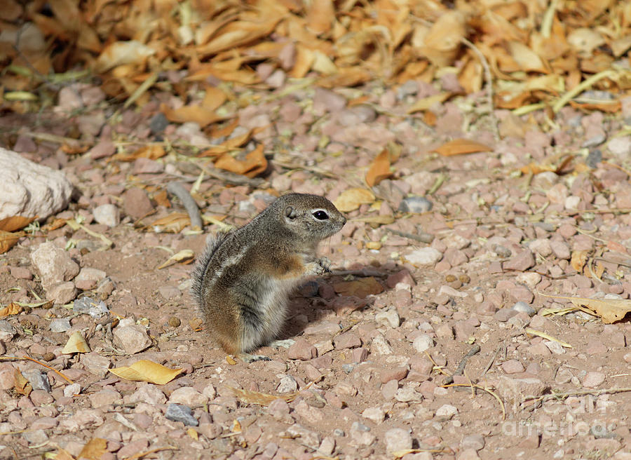Little Desert Chipmunk On The Ground Photograph
