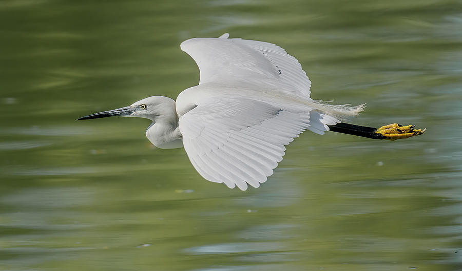 Egret Photograph - Little Egret Flight by Morris Finkelstein