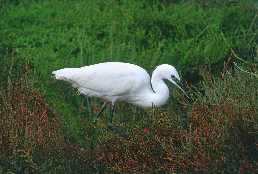 Little egret Photograph by George Rossidis