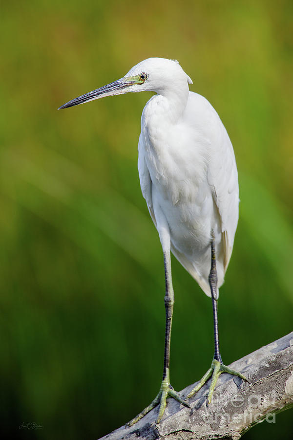 Little egret Photograph by Juan Carlos Ballesteros