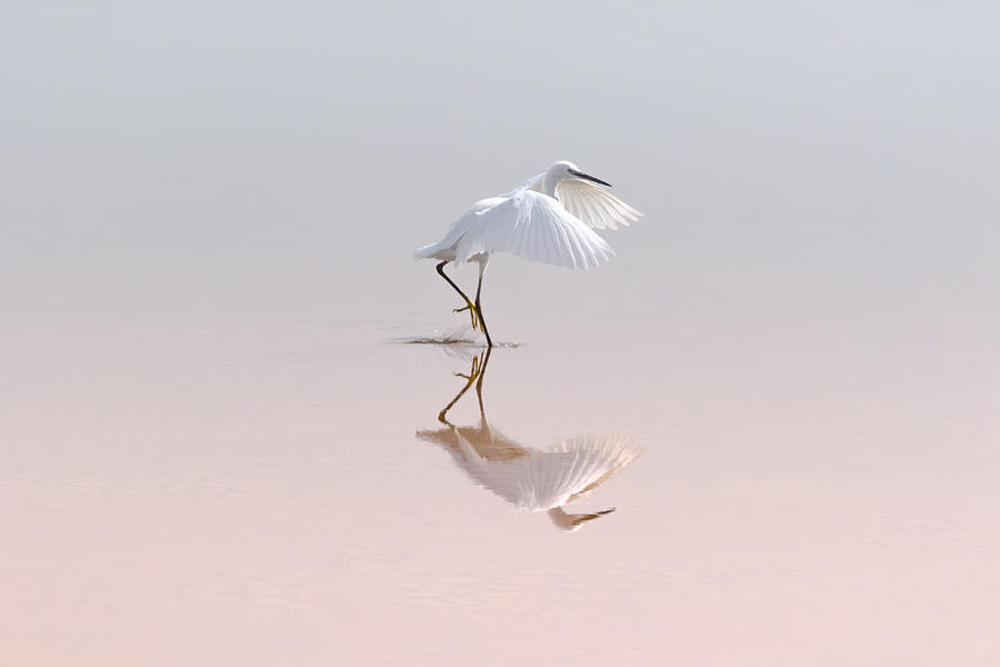 Little Egret Photograph by Natalia Rublina