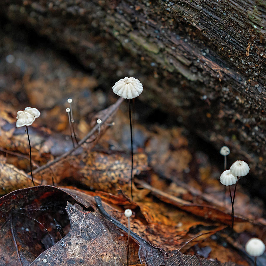 Little Faery Mushrooms Photograph by Lara Ellis