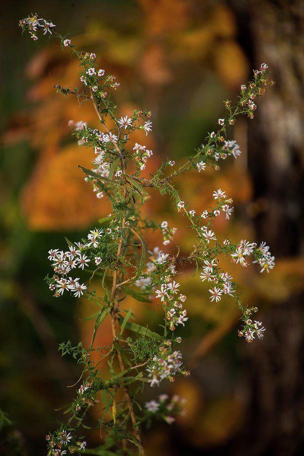 Little Flowers of Autumn Photograph by Toni Hopper