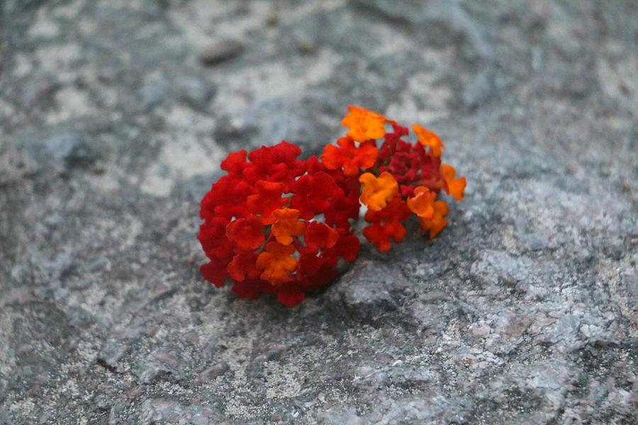 Little Flowers of Summer Photograph by The Art Of Marilyn Ridoutt-Greene
