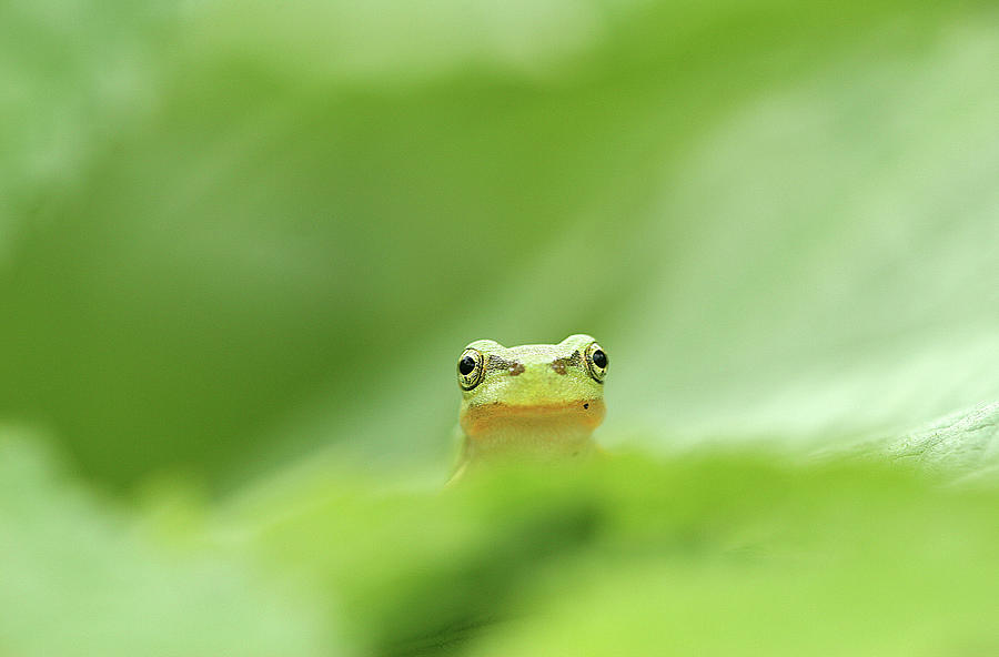 Little Frog Among Green Leaves by Huayang