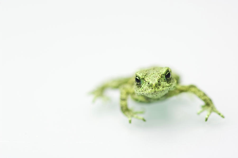 Frog Photograph - Little Frog by Erik Van Hannen