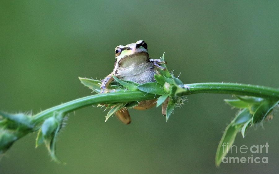 Little Frog Hanging On Digital Art by Nick Gustafson