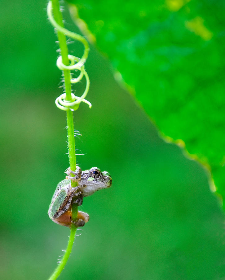 Little Frog On The Tendril Photograph by Eric Zhang