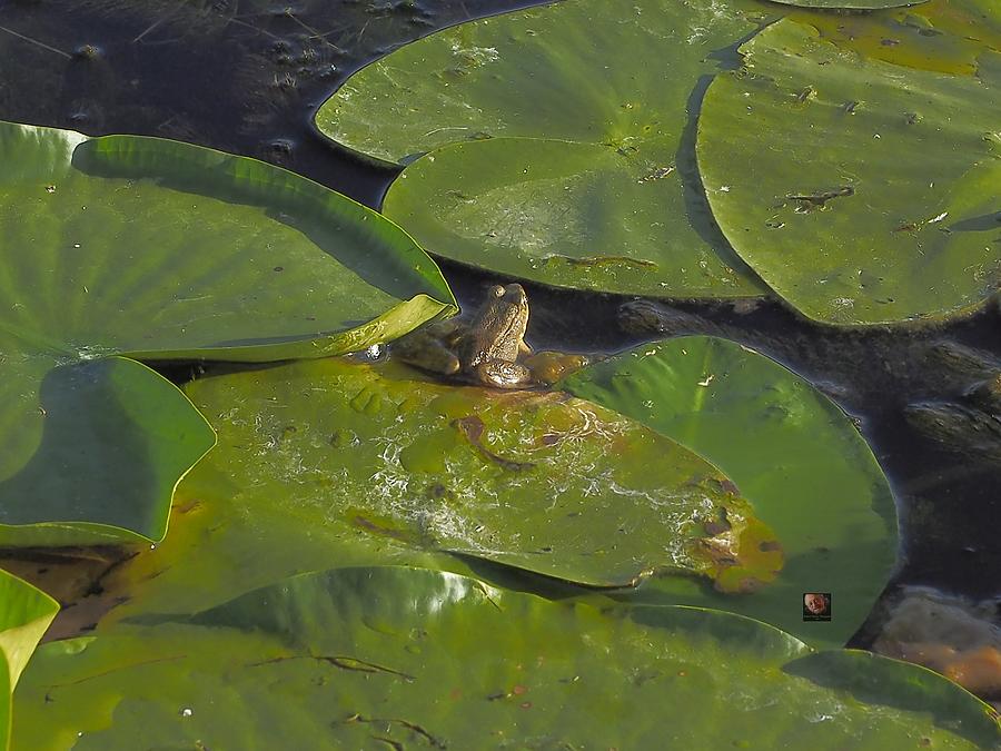 Little Frog Photograph by Richard Thomas