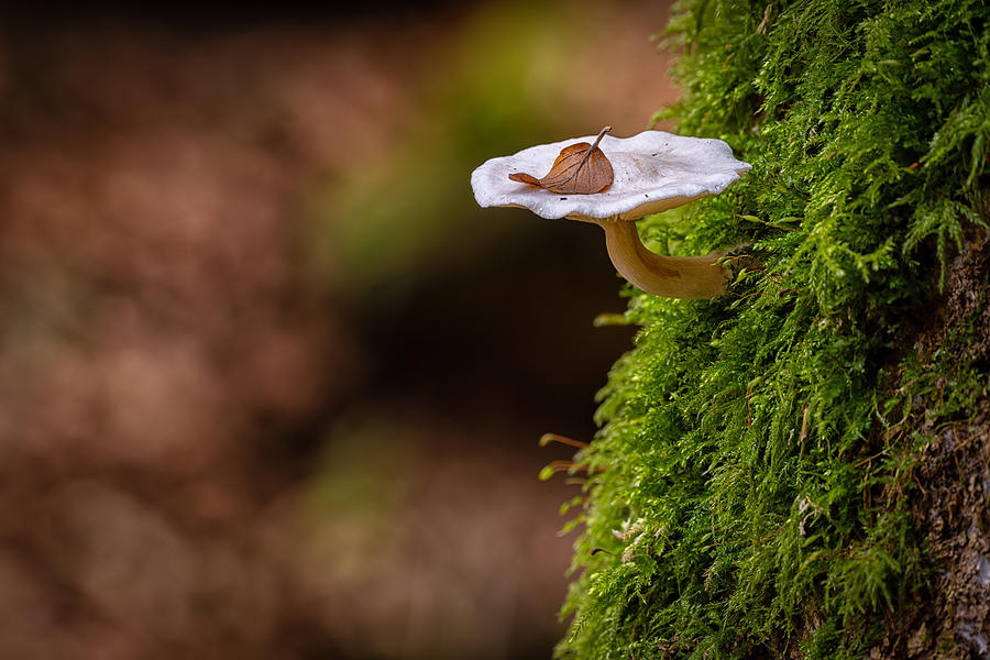 Still Life Photograph - Little Fungus In Autumn by Bjoern Alicke