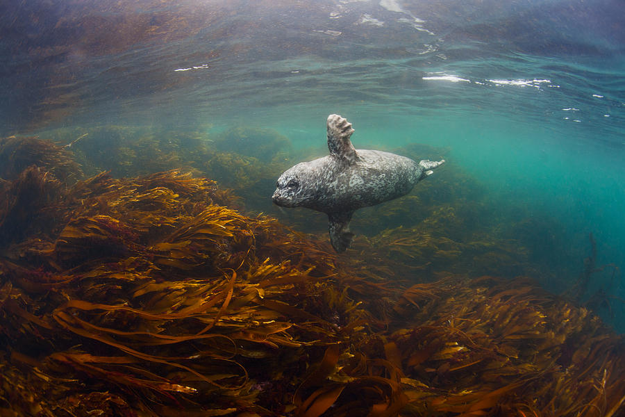Seal Photograph - Little Ghost by Andrey Narchuk