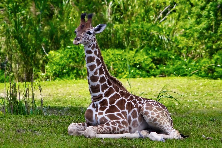 little giraffe lovey