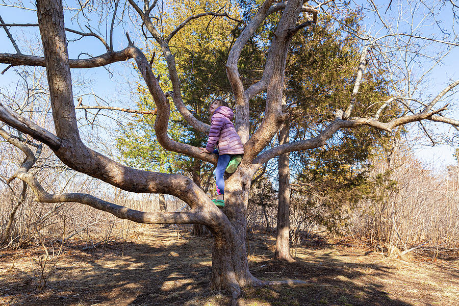 Nature Photograph - Little Girl Looking Up Climbing Tree by Cavan Images