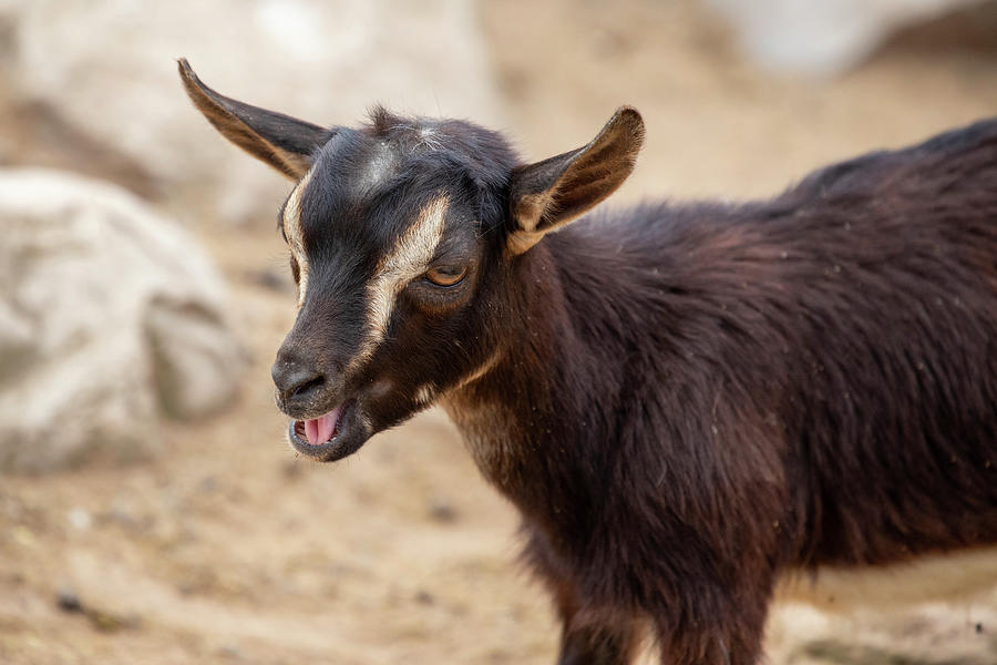Little Goat Photograph