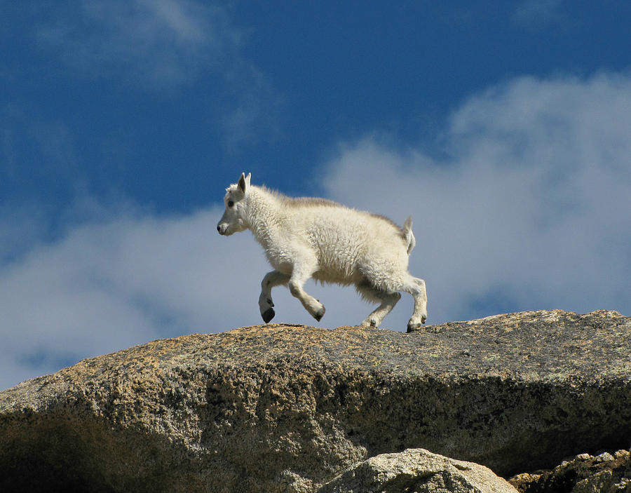 Little Goat On The Go Photograph by Sandra Leidholdt