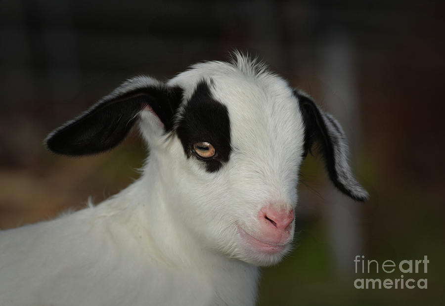 Little Goat Photograph