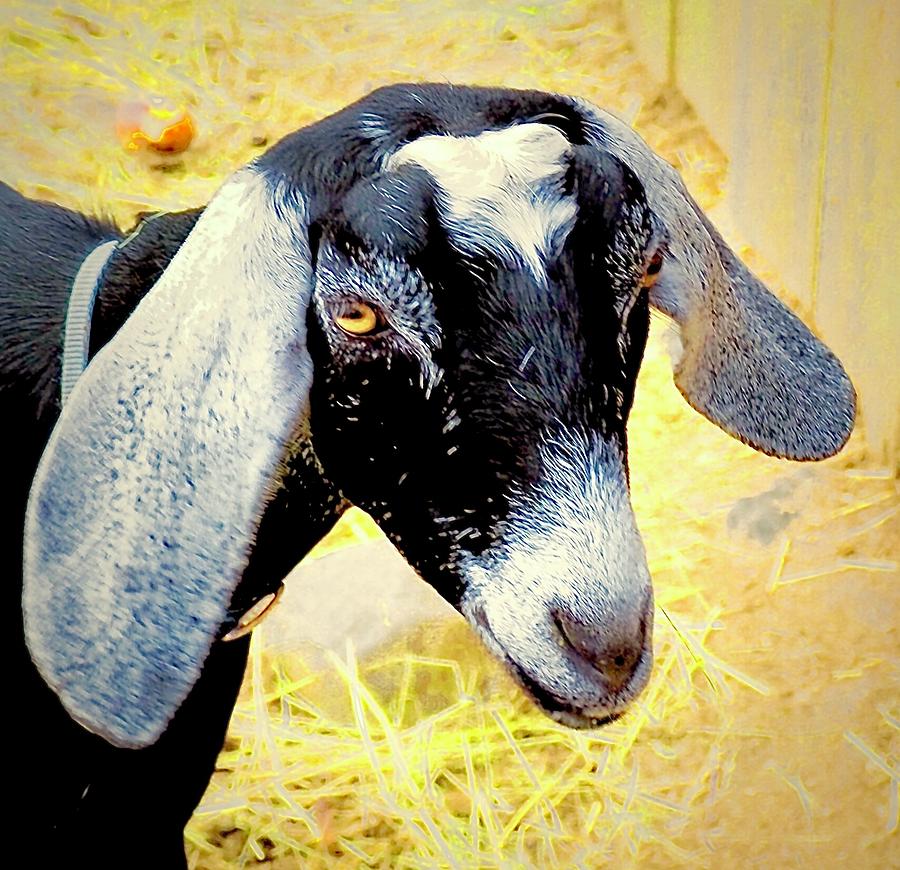 Little Goats Floppy Ears Photograph by Alida M Haslett