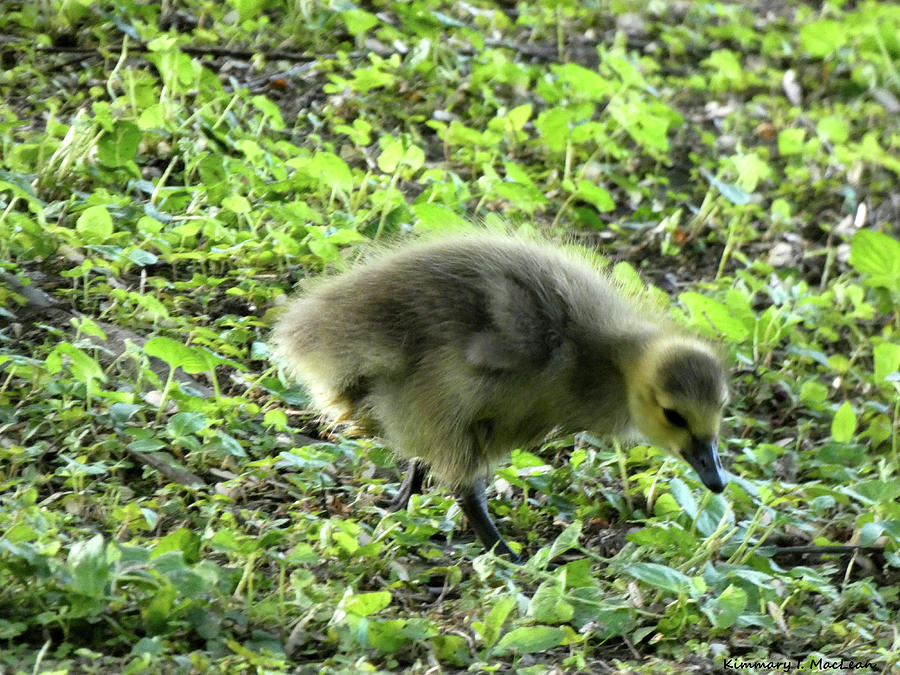 Little Goose Photograph by Kimmary MacLean