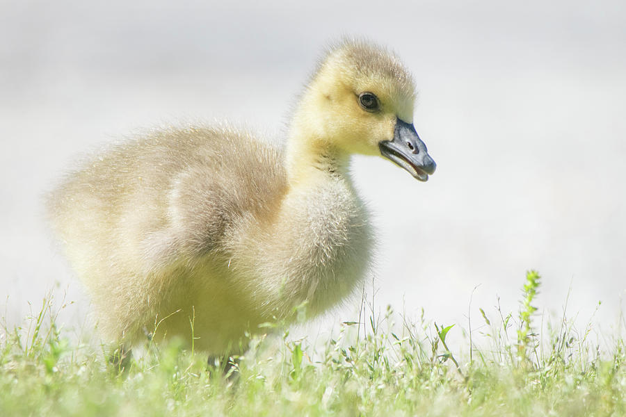 Geese Photograph - Little Gosling by Mary Ann Artz