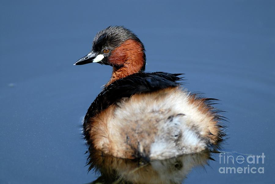 Little Grebe Photograph by Peter Chadwick/science Photo Library