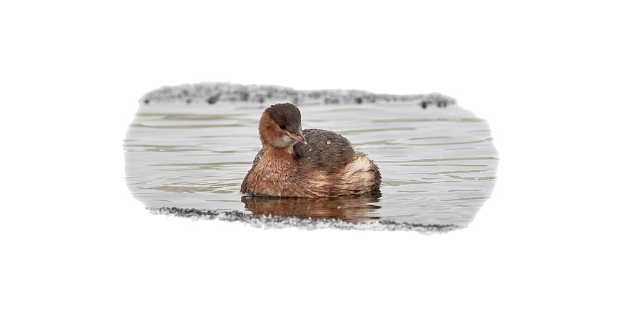 Little grebe and the icy water transparent Photograph by Jouko Lehto