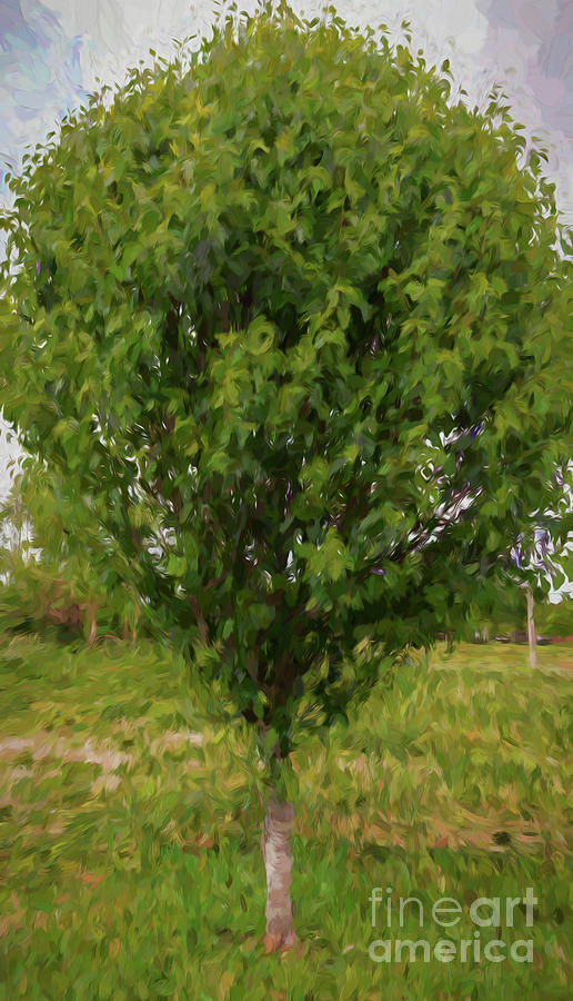 Little Green Tree Photograph