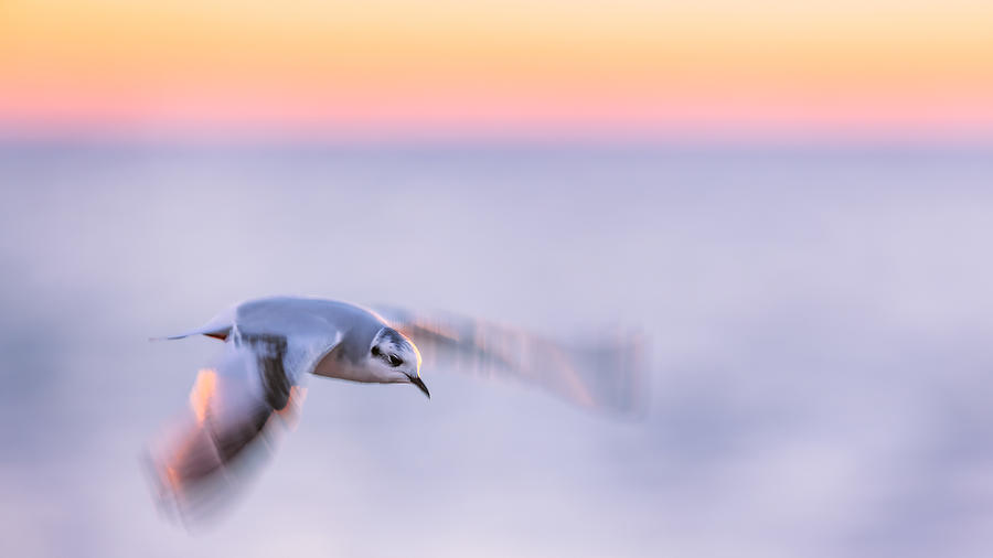 Little Gull Photographed With Long Exposure Photograph by Magnus Renmyr