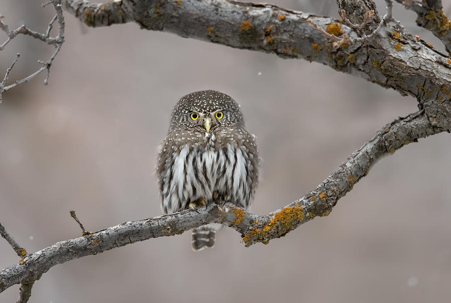 Owl Photograph - Little Guy In The Snow by Greg Barsh