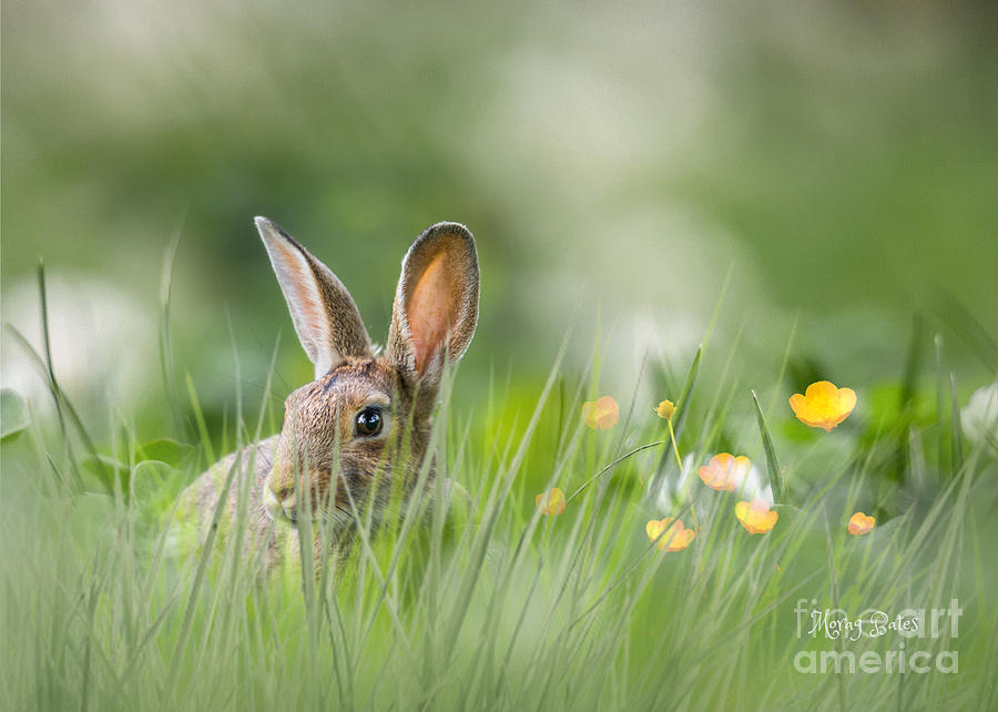 Little Hare by Morag Bates Little Hare by Morag Bates