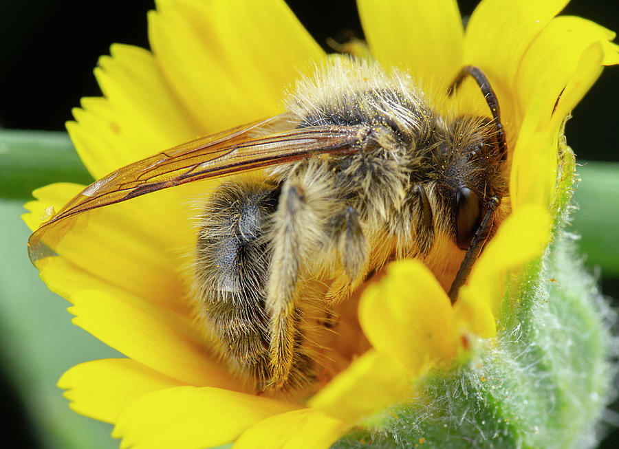 Nature Photograph - Little Honeybee Sleeping Into Flower by Cavan Images