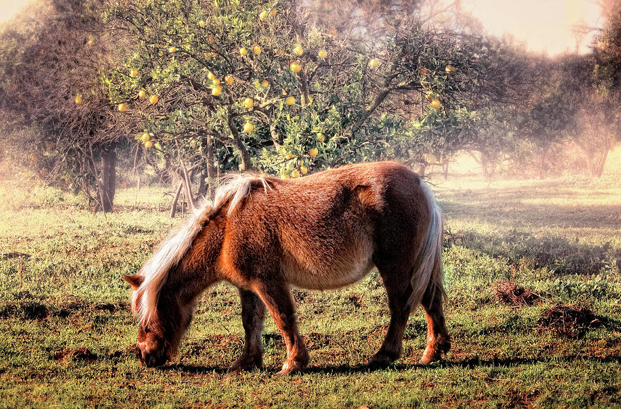 Little Horse Photograph by Zu Sanchez Photography