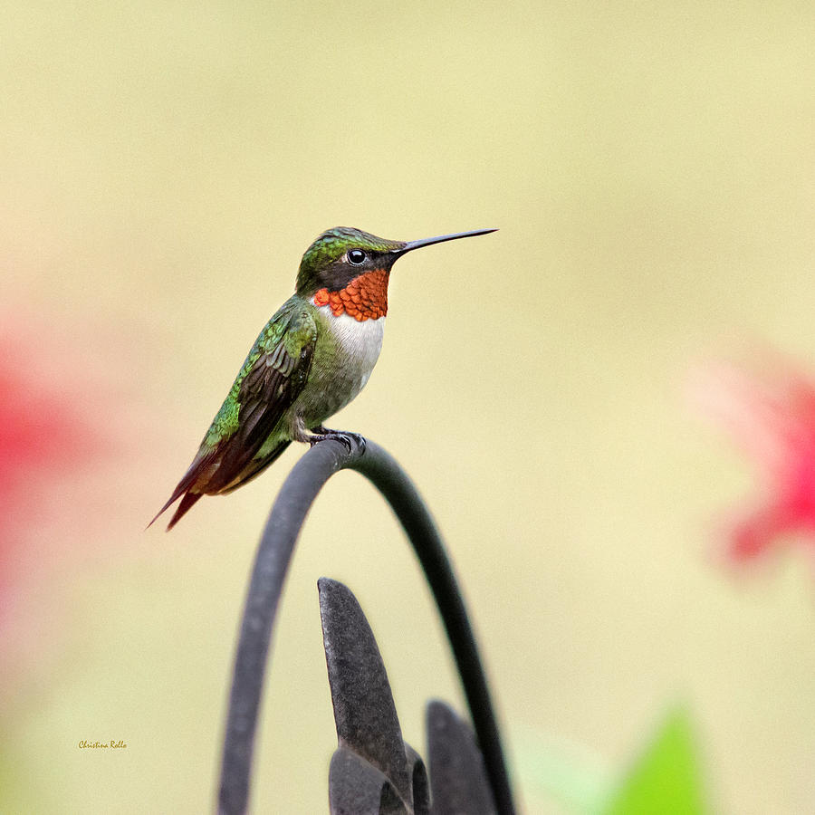 Bird Photograph - Little Hummingbird by Christina Rollo
