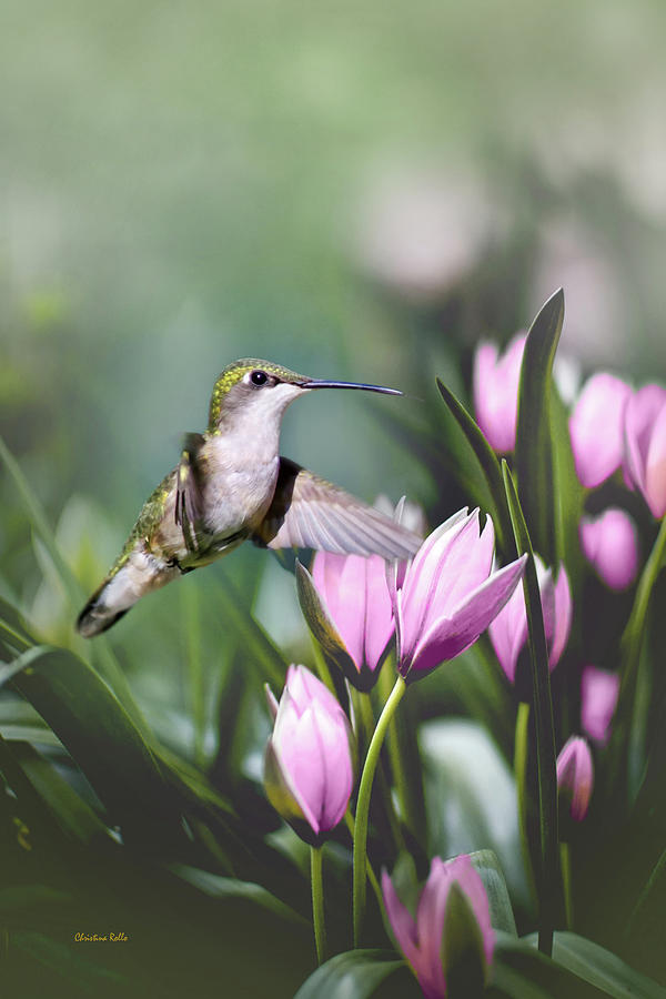 Little Hummingbird in Flight Photograph by Christina Rollo