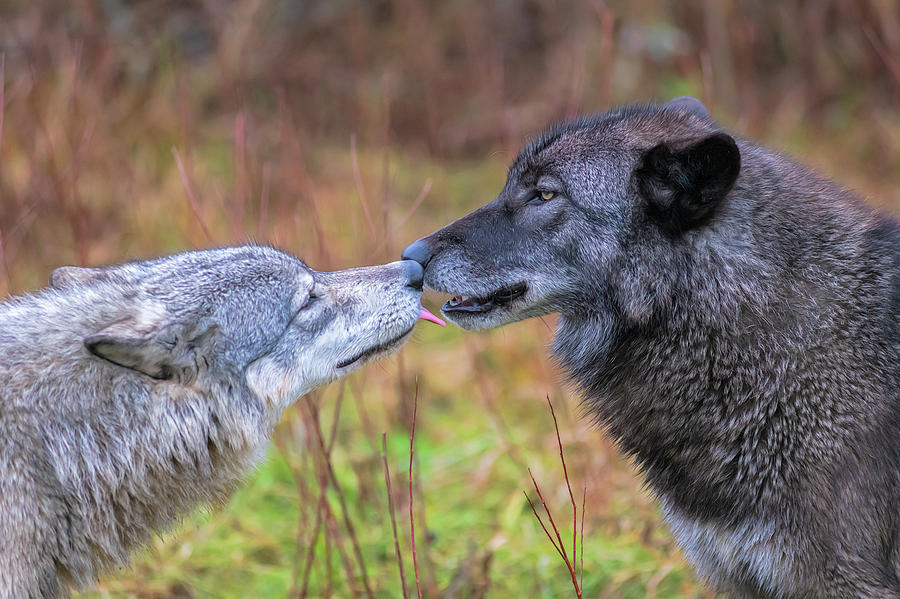 Little kiss for my wolf buddy Photograph by Dan Friend