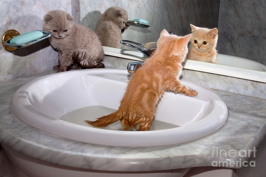 Bathe Photograph - Little Kittens Bathing In The Sink by Vvvita