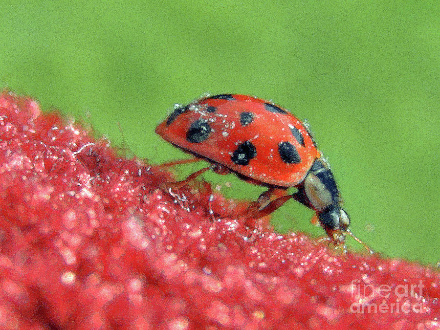 Little Ladybird 2 Photograph by Kim Tran