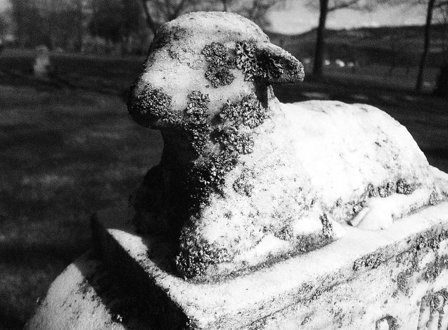 Little lamb Photograph by Jean Evans