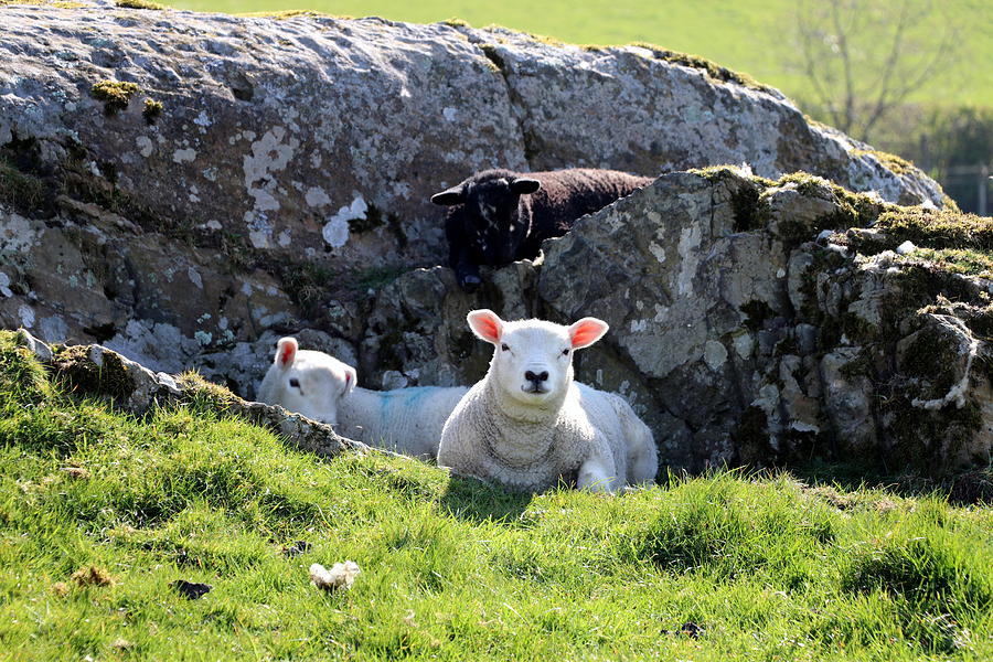 Little lambs hide and seek Photograph by Lukasz Ryszka