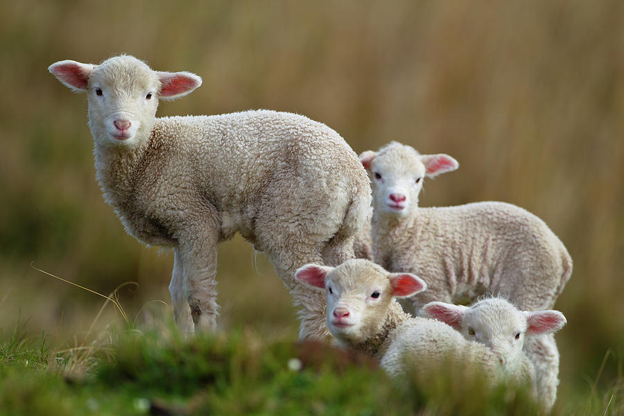 Sheep Photograph - Little Lambs by Ronai Rocha