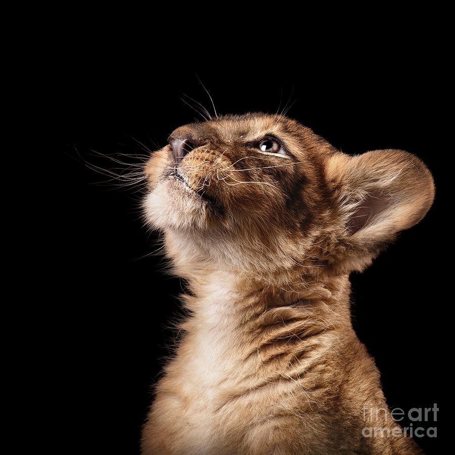 Love Photograph - Little Lion Cub In Studio On Black by Ekaterina Brusnika Love Photograph - Little Lion Cub In Studio On Black by Ekaterina Brusnika