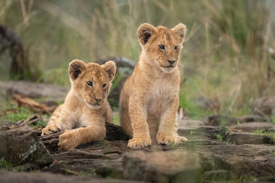 Little Lion Cubs Photograph by Daniel Katz - Fine Art America