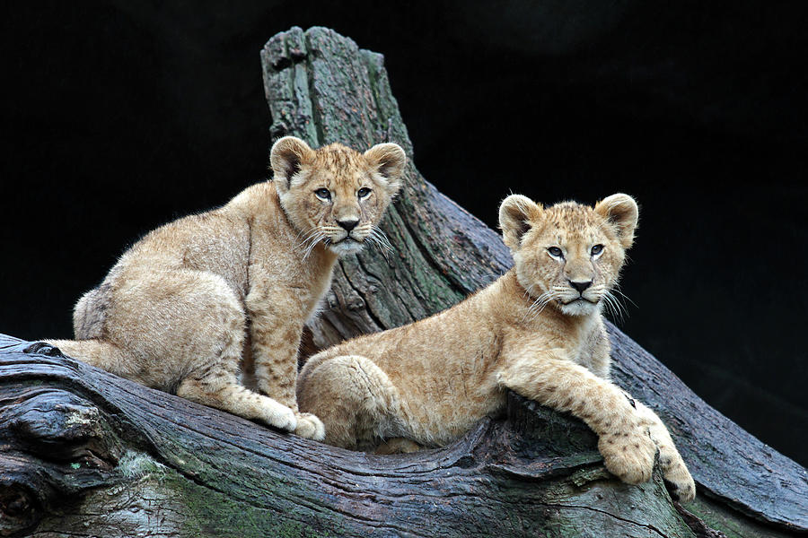Little Lions Photograph by Kerstin Meyer