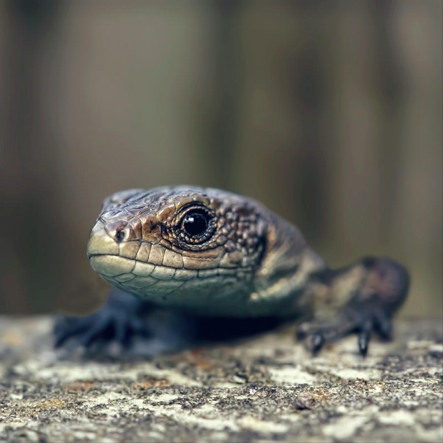 Little Lizard Climbing Over Wall, York Photograph by Blackcatphotos