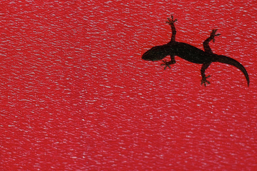 Little Lizard Photograph by Hidayat Mercado