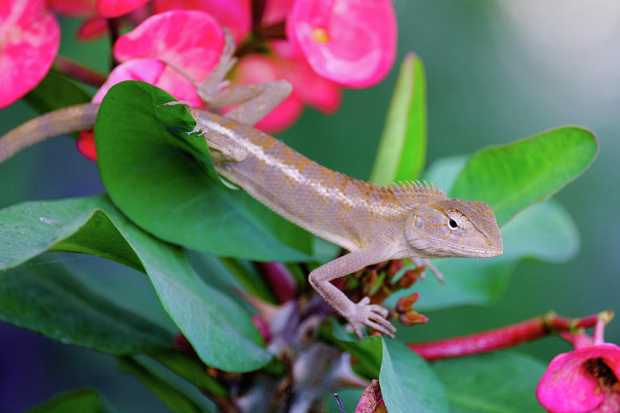 Little Lizard by Nicole Young Little Lizard by Nicole Young