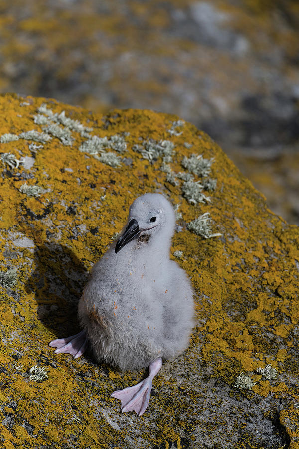 Little Lost Chick Photograph by Alex Lapidus