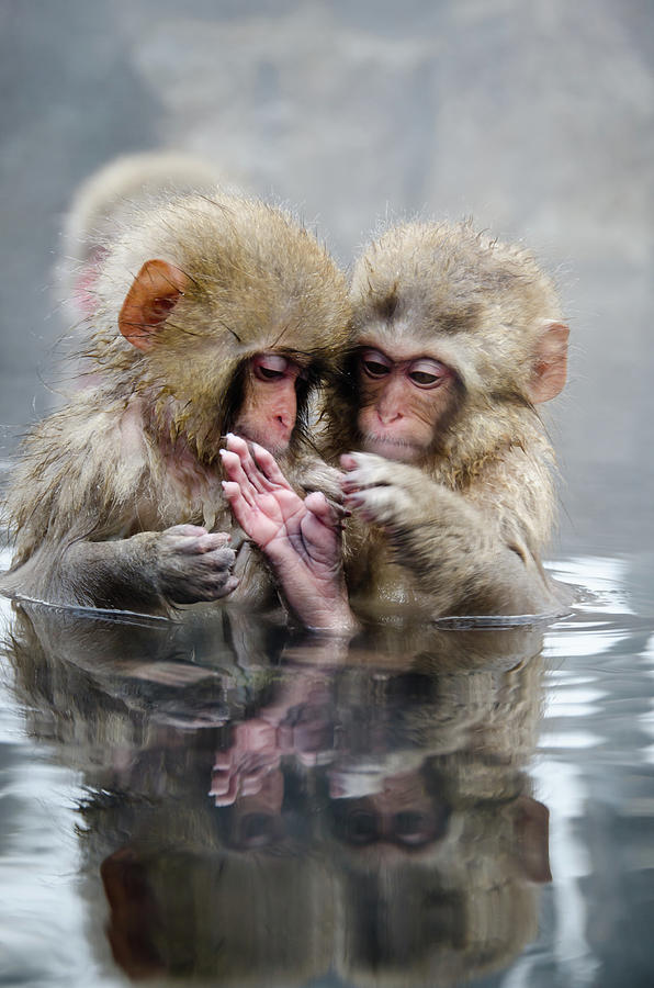 Little Monkeys Photograph by 2por2
