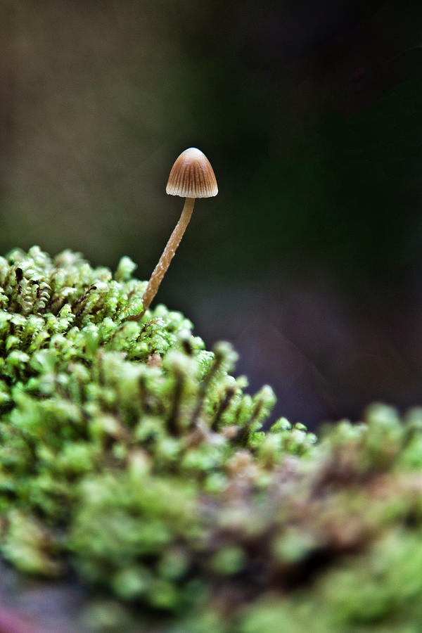 Little Mushroom Photograph by Christopher Kimmel