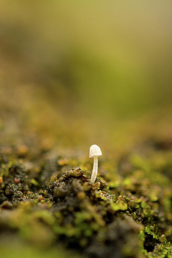 Little Mushroom In Cherry Tree Photograph by Sofia Arostegi Parra